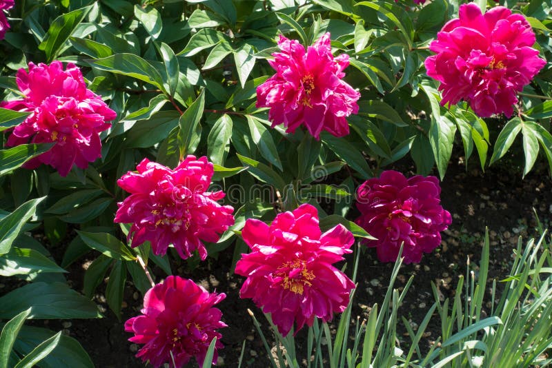 Seven Magentacolored Flowers of Peony in May Stock Image Image of