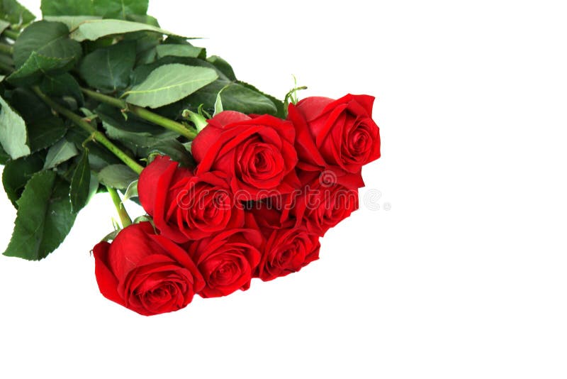 Seven red roses stock image. Image of bunch, beauty, isolated 14244307