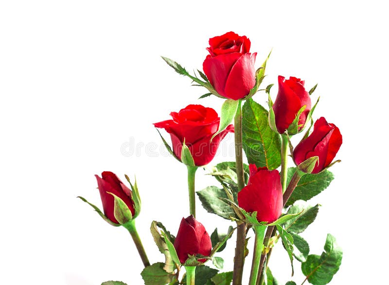Seven red valentine rose isolated on white royalty free stock image Seven red valentine rose isolated on white royalty free stock image
