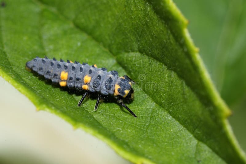 Seven-spot ladybird, coccinella septempunctata