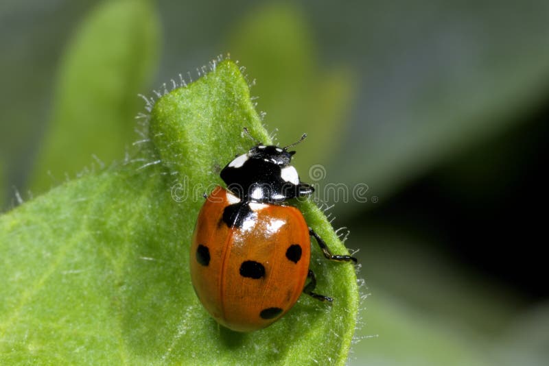 Seven-spot ladybird, coccinella septempunctata