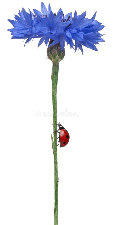 Seven-spot ladybird or seven-spot ladybug on Cornflower, Coccinella septempunctata, in front of white background