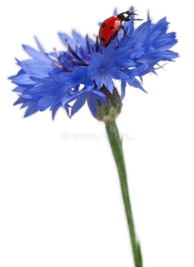 Seven-spot ladybird or seven-spot ladybug on Cornflower, Coccinella septempunctata, in front of white background