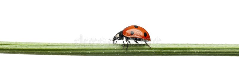 Seven-spot ladybird or seven-spot ladybug. Coccinella septempunctata, on plant stem in front of white background royalty free stock photo Seven-spot ladybird or seven-spot ladybug. Coccinella septempunctata, on plant stem in front of white background royalty free stock photo