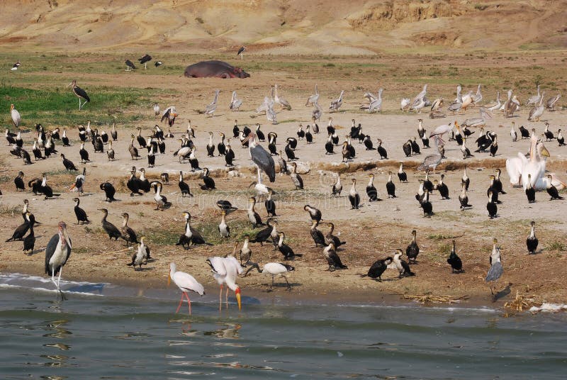 Several African waterfowl on the banks of Kazinga Channel including pelicans, cormorants, Yellow-billed Stork - Queen Elizabeth National Park - Uganda. Several African waterfowl on the banks of Kazinga Channel including pelicans, cormorants, Yellow-billed Stork - Queen Elizabeth National Park - Uganda