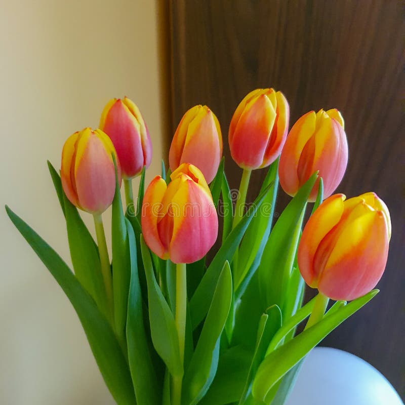 Several beautiful fresh yellow-red tulips