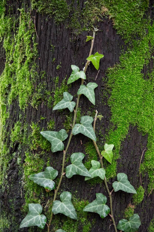 Several Branches of English Ivy Weave through the Tree. Stock Image