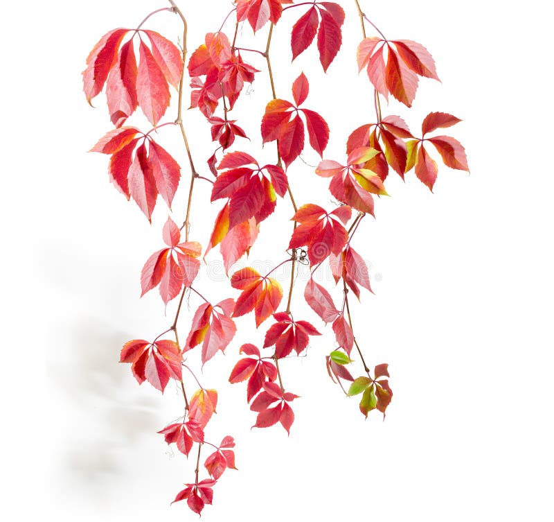 Branches of maiden grapes with autumn leaves on white background stock photography