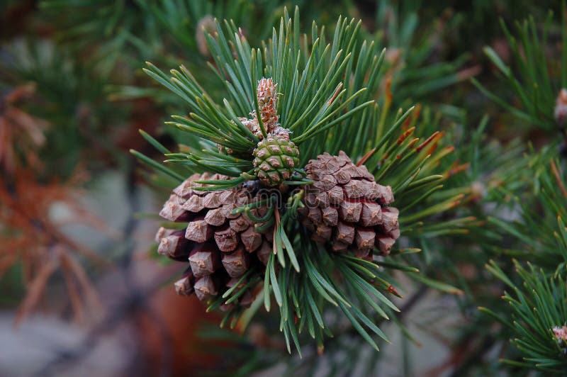 Several cones on a pine tree branch at close hand. stock photography