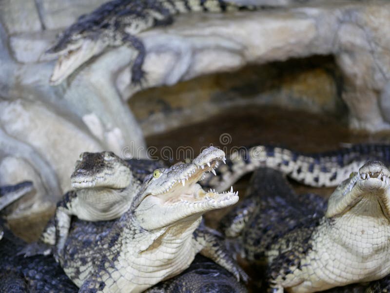 Several crocodiles with open mouths lie on top of each other in the enclosure. Reptiles with big teeth and long tails. stock image Several crocodiles with open mouths lie on top of each other in the enclosure. Reptiles with big teeth and long tails. stock image