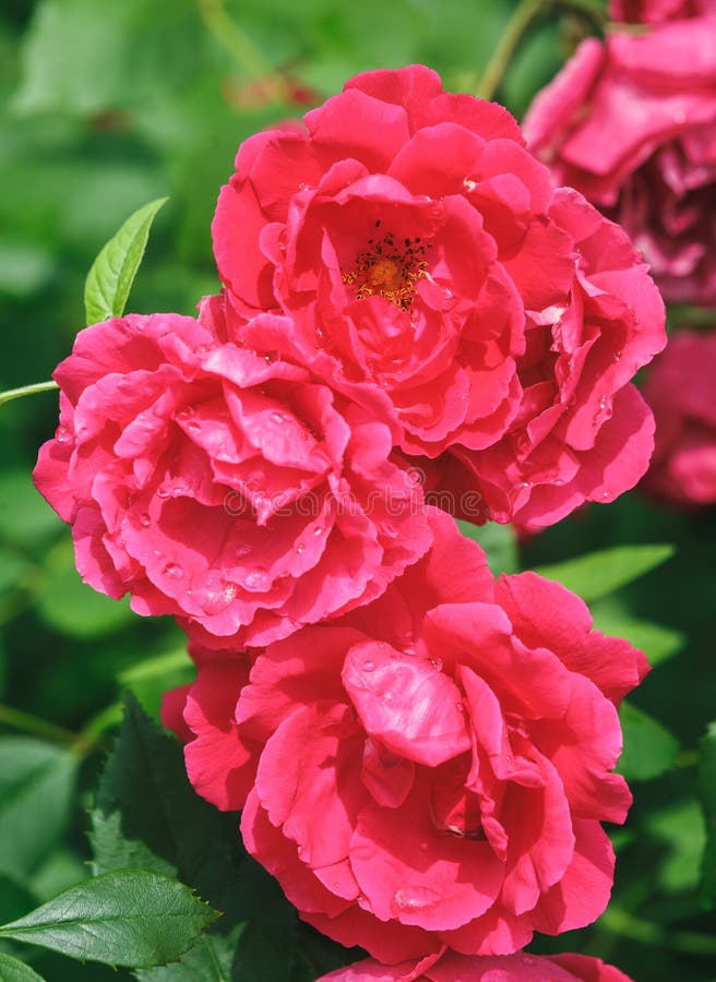 Several flowers of scarlet roses Rosa odorata growing in the park close-up stock images Several flowers of scarlet roses Rosa odorata growing in the park close-up stock images