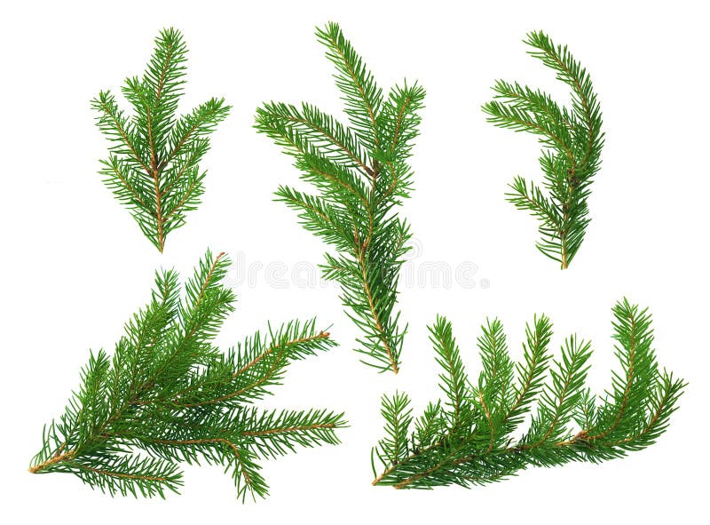 Several green fir branches stock image. Image of evergreen 80231527