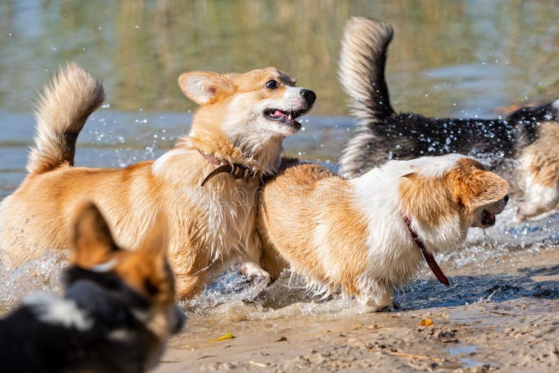 are corgis water dogs