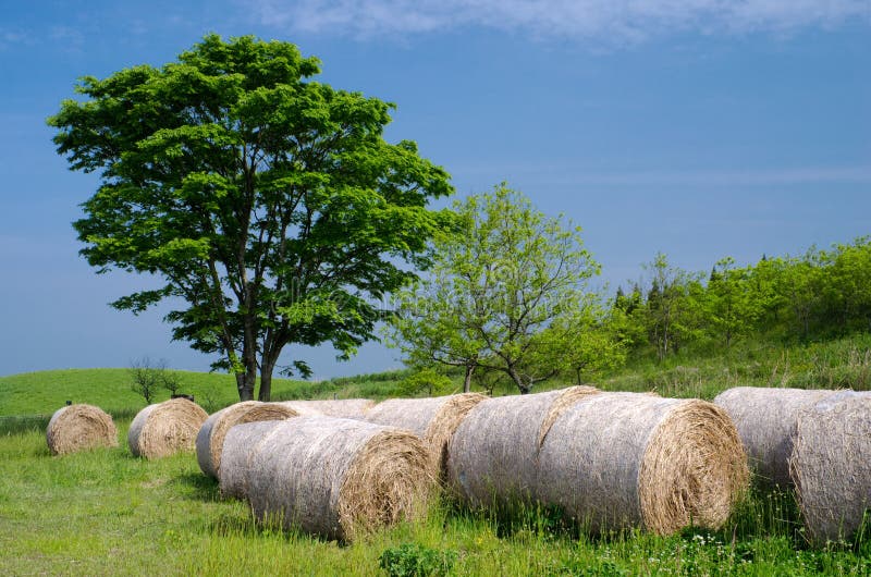 Several hay bale roll stock image. Image of natural, rural 25702711