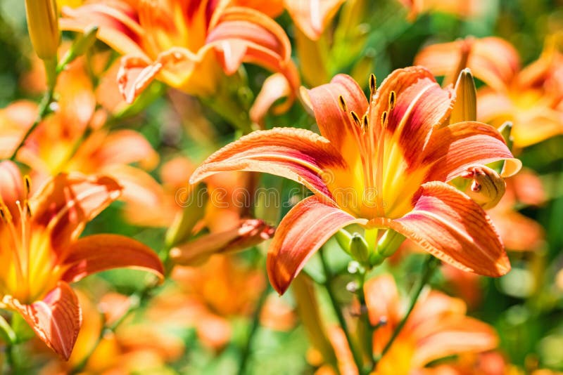 Several Hemerocallis fulva or orange Daylily blooming in garden. View of several bright Hemerocallis fulva or orange Daylily flowers blossoming in garden stock images Several Hemerocallis fulva or orange Daylily blooming in garden. View of several bright Hemerocallis fulva or orange Daylily flowers blossoming in garden stock images
