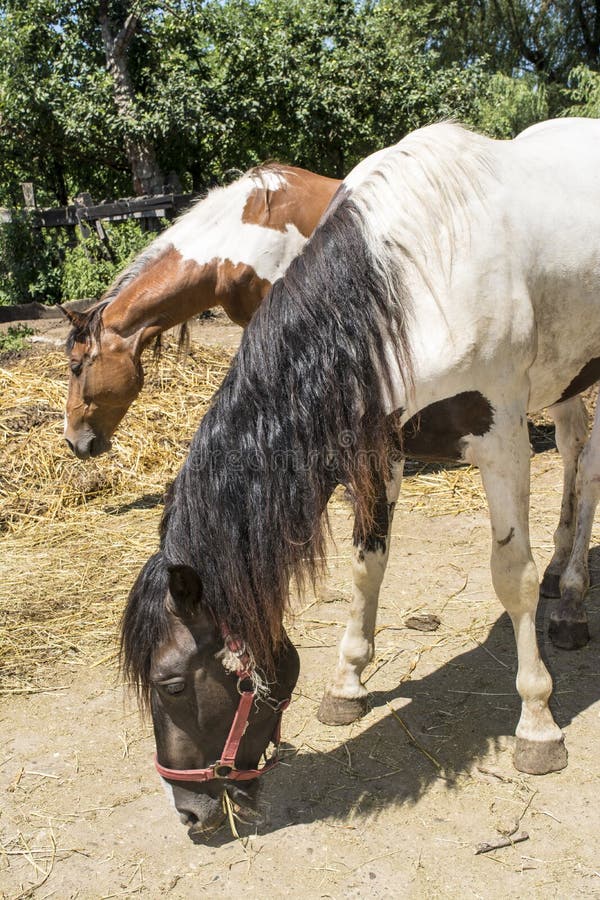 Several Horses Eat the Dry Grass Stock Photo Image of gray, blue
