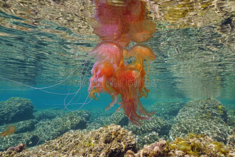 Several jellyfish Pelagia noctiluca underwater