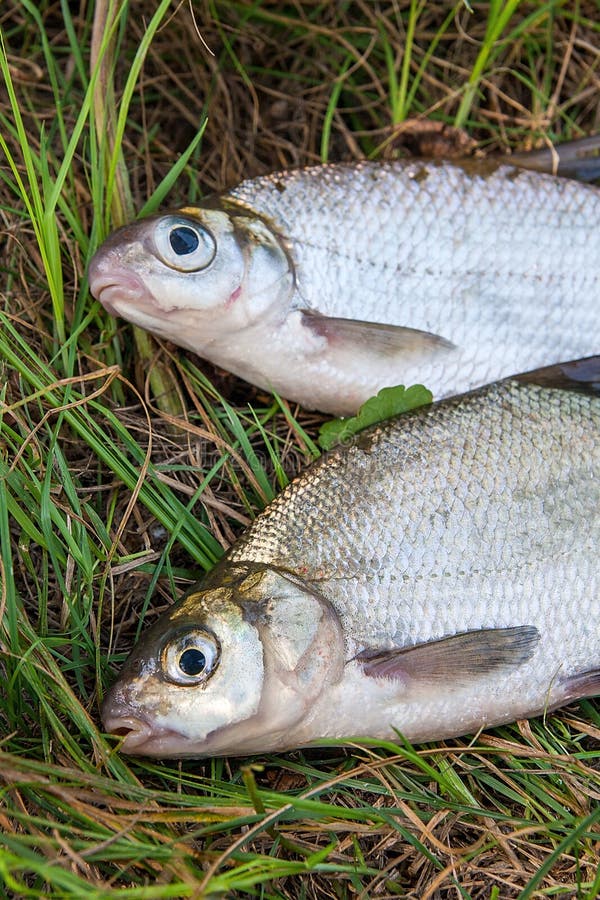 Several just taken from the water freshwater common bream known as bronze bream or carp bream Abramis brama and white bream or silver fish known as blicca bjoerkna on natural background. Several just taken from the water freshwater common bream known as bronze bream or carp bream Abramis brama and white bream or silver fish known as blicca bjoerkna on natural background.