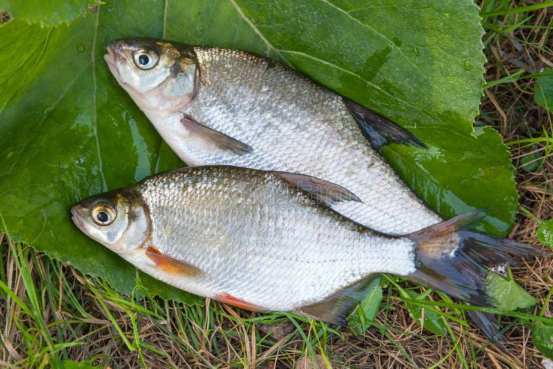 Several just taken from the water freshwater common bream known as bronze bream or carp bream Abramis brama and white bream or silver fish known as blicca bjoerkna on natural background. Several just taken from the water freshwater common bream known as bronze bream or carp bream Abramis brama and white bream or silver fish known as blicca bjoerkna on natural background.