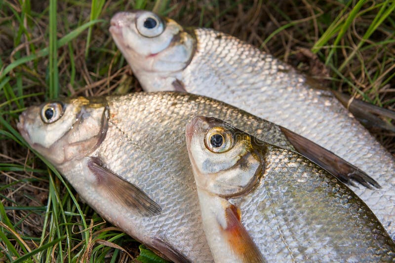 Several just taken from the water freshwater common bream known as bronze bream or carp bream Abramis brama and white bream or silver fish known as blicca bjoerkna on natural background. Several just taken from the water freshwater common bream known as bronze bream or carp bream Abramis brama and white bream or silver fish known as blicca bjoerkna on natural background.