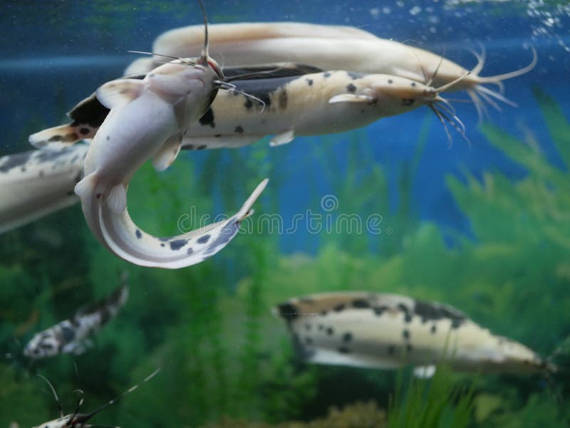 205 Aquarium Spotted Catfish Stock Photos - Free & Royalty-Free Stock  Photos from Dreamstime