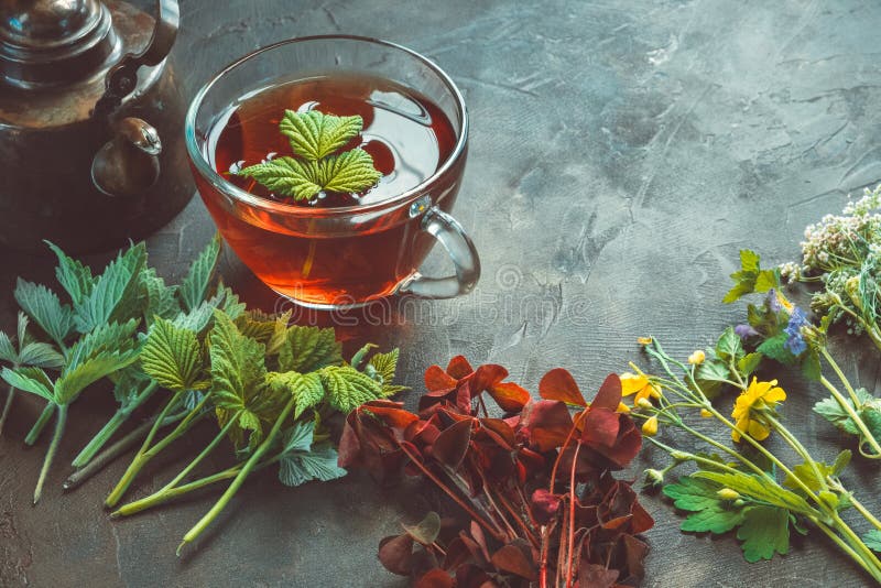 Several medicinal plants and herbs, healthy herbal tea cup and vintage copper tea kettle. Herbal medicine