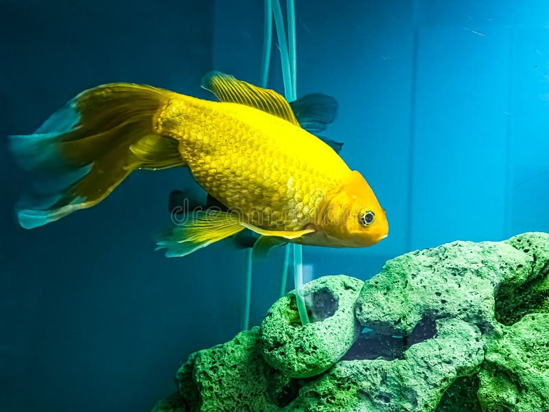 Several Multicolored Bright Fish Swim in the Aquarium. Aquarium with