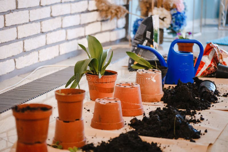 Several orange flower pots, heaps of land for planting, a blue watering can royalty free stock photo