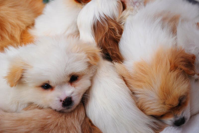 Several Puppies Sleeping Together Stock Photo Image of warm, brood