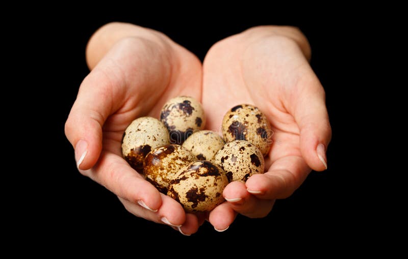 Several quail eggs stock photo. Image of delicacy, cholesterol 18703268
