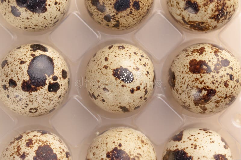 Several Quail Eggs In Plastic Packaging Stock Image Image of