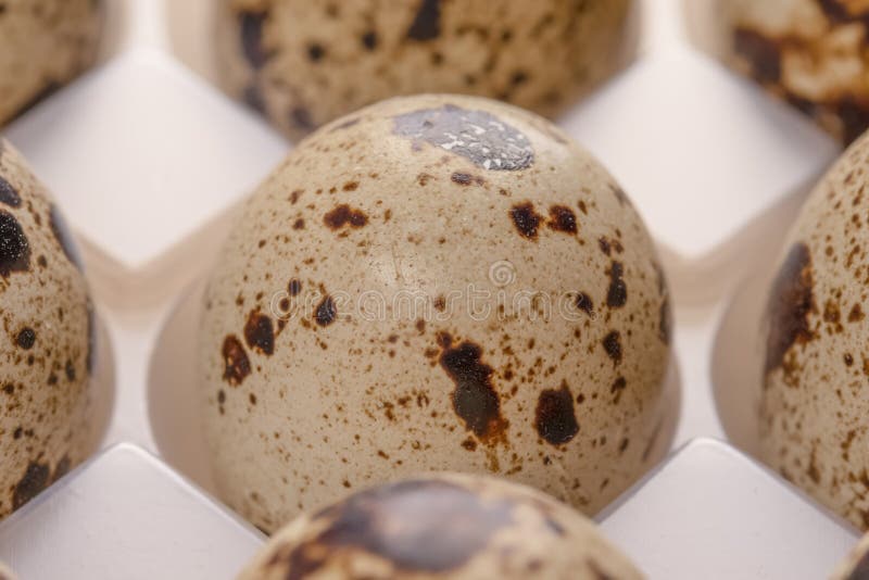 Several Quail Eggs In Plastic Packaging Stock Image Image of healthy