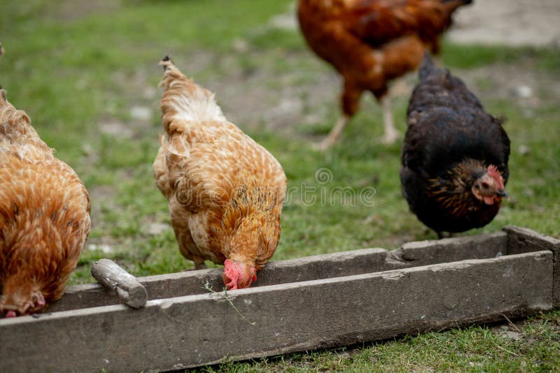 What do chickens eat in the wild?