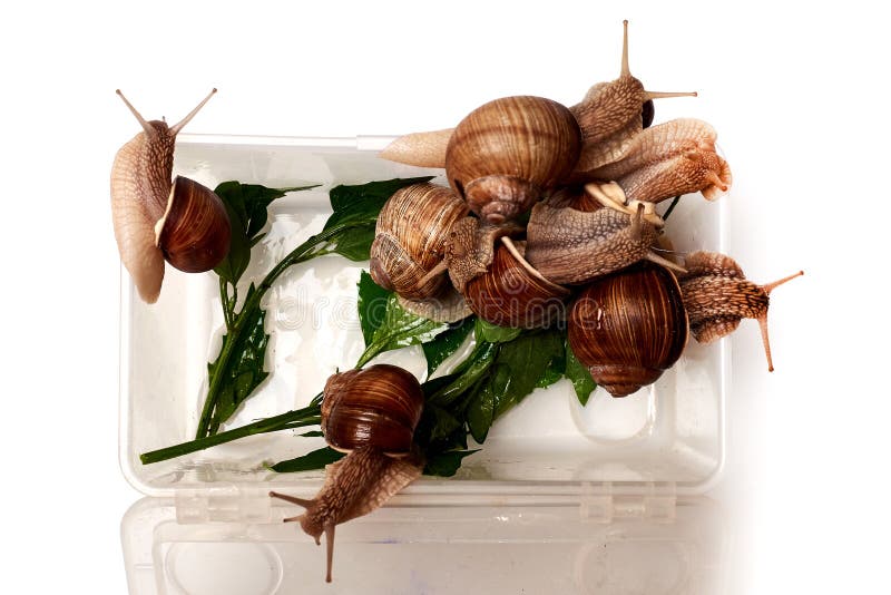 Several Snails in a Box on a White Background. Breeding Snails Stock Photo Image of