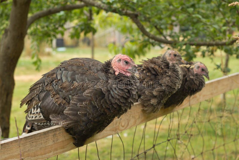 Several turkeys sitting perched on fence stock image