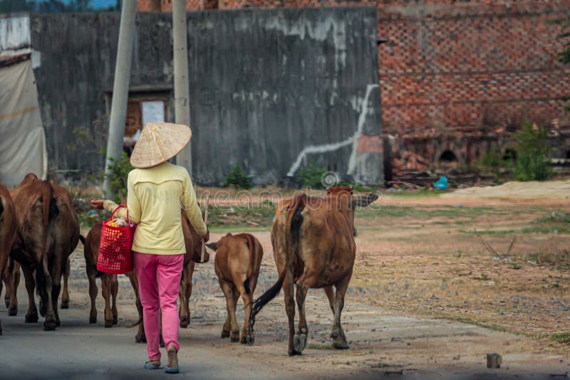 Several Vietnamese shepherds drive cows to pasture on the road in the early morning