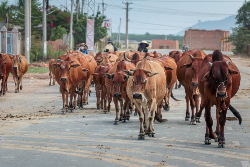 Several Vietnamese shepherds drive cows to pasture on the road in the early morning