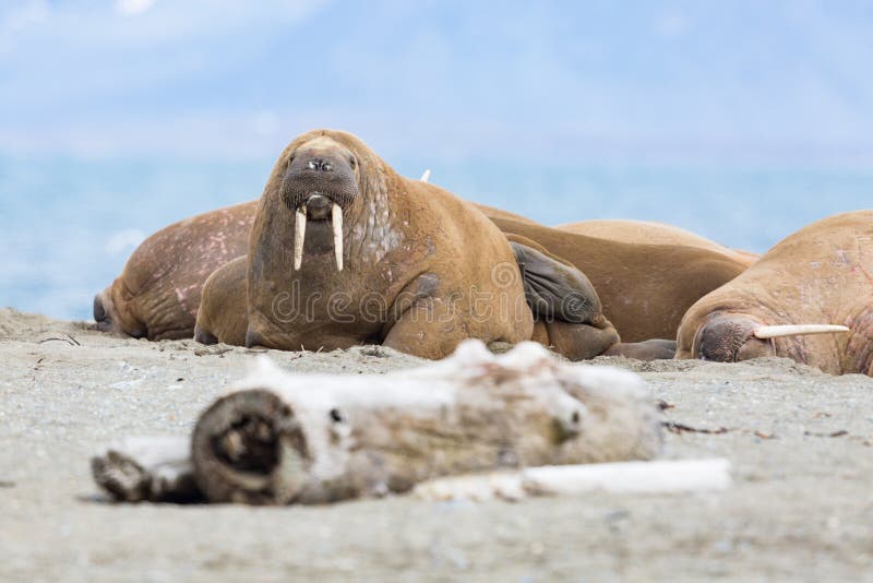 Several walruses lying on sandy ground odobenus rosmarus, Sval stock photo