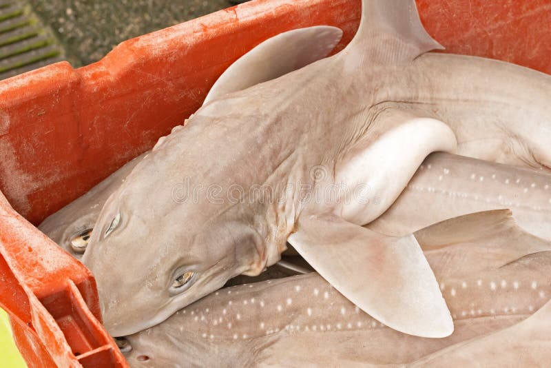 Raw dogfish stock photo. Image of food, fresh, dogfish 166211034