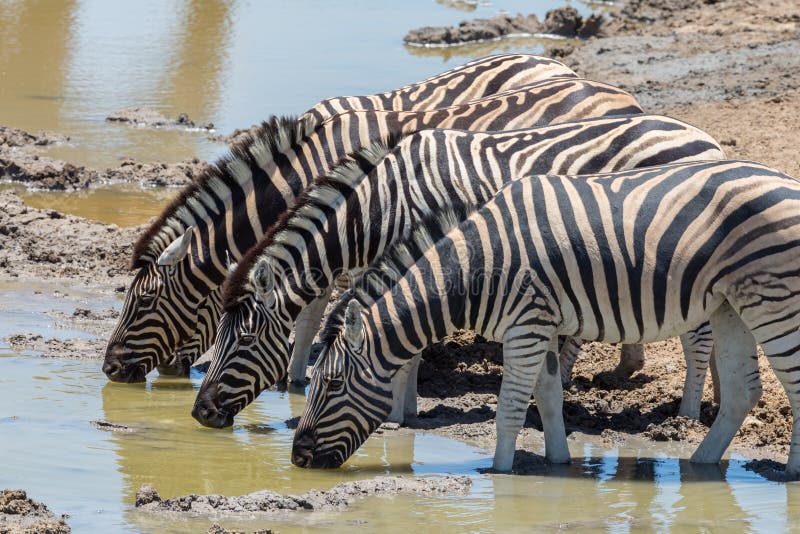 Several zebras drinking water in a row in natural environment stock photos Several zebras drinking water in a row in natural environment stock photos