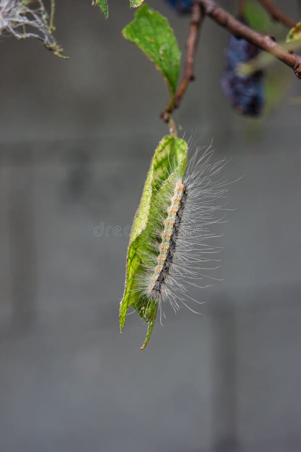Plum Tree Leaves Eaten by Sever Caterpillar Infestation Close Up Shot Spoiled Plums on Twig