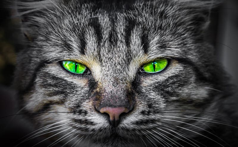 Very Angry Cat with a Narrowed Green Eye. Looks Haughty and Evil