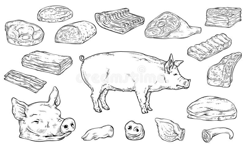 Severed big body parts and meat cuts in colorless hand drawn sketch style