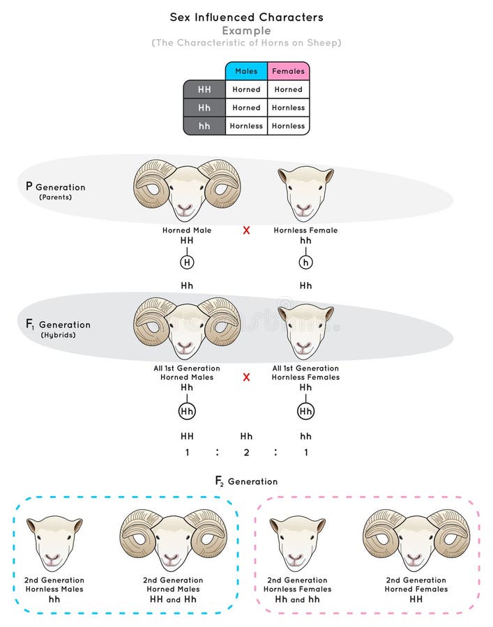 Sex Influenced Characters Infographic Diagram with example of characteristic sheep horns