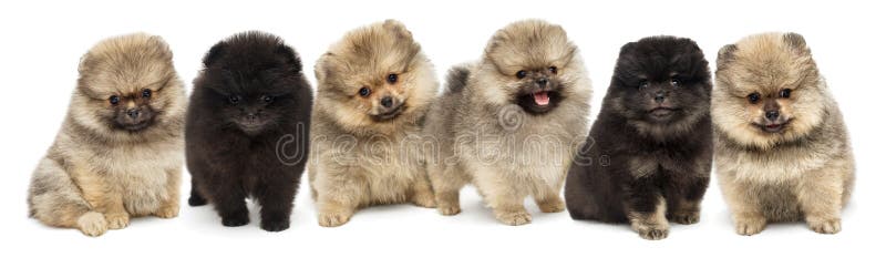 Sex Pomeranian valpar arkivbild Sex Pomeranian valpar arkivbild