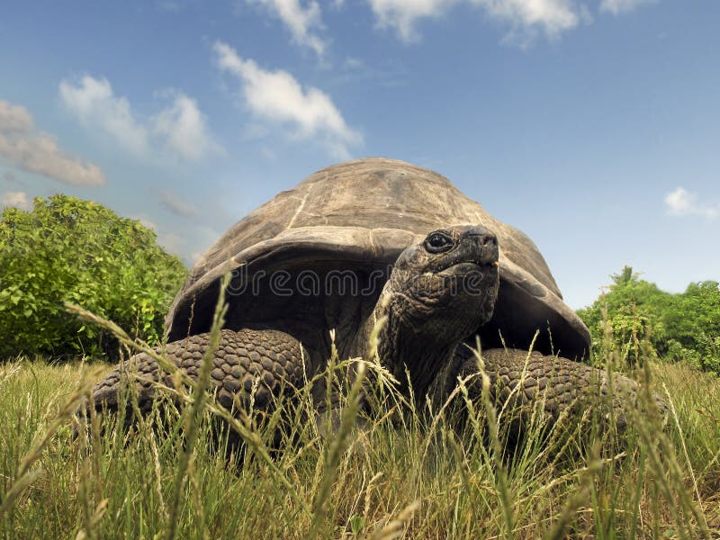 Aldabra Giant Tortoise (Aldabrachelys gigantea), Bird island, Seychelles, Africa. Aldabra Giant Tortoise (Aldabrachelys gigantea), Bird island, Seychelles, Africa