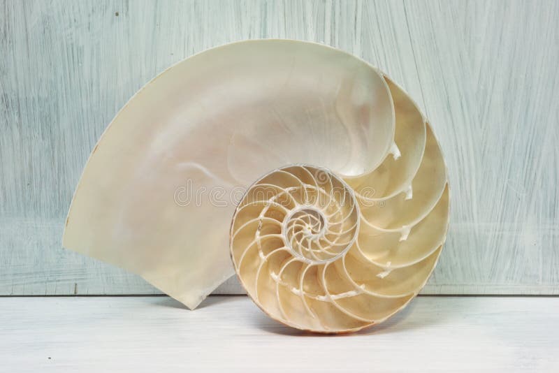 Sezione trasversale di nautilus fotografia stock Sezione trasversale di nautilus fotografia stock