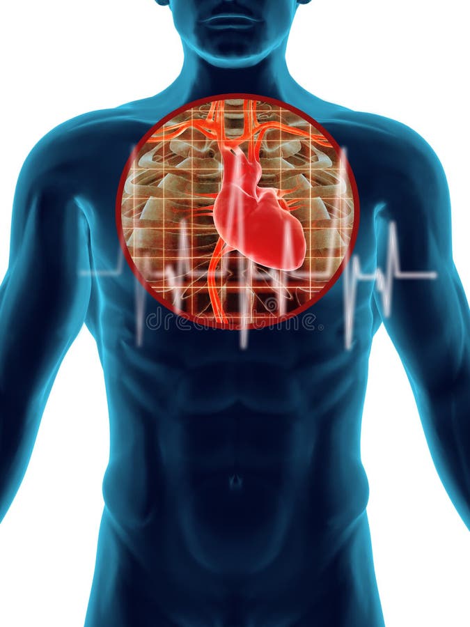 High quality 3d image of human heart beat. High quality 3d image of human heart beat