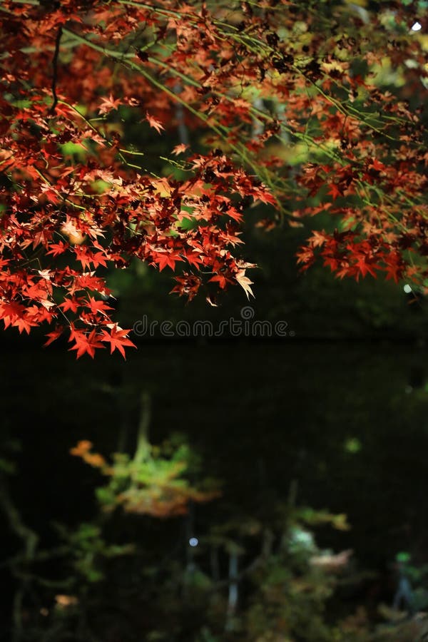 Sezon jesienny kodaiji noc zdjęcie royalty free Sezon jesienny kodaiji noc zdjęcie royalty free