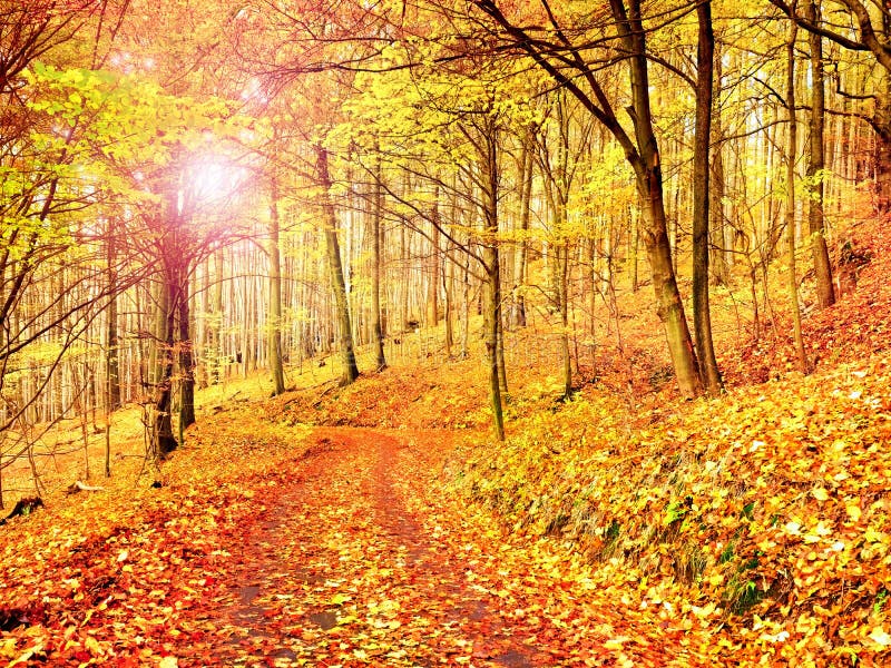 Sezon Jesienny Słońce przez drzew na ścieżce w złotym lesie